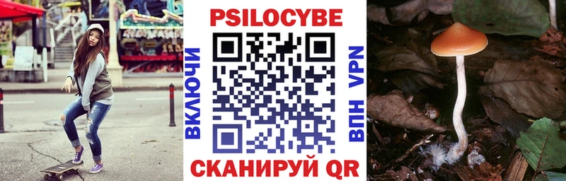 Купить закладки  Кашира  Галлюциногенные грибы прущие грибы 